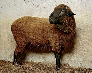 スペインのメリノ羊